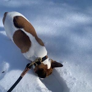 Black dog collar in amazing condition!!!